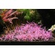 Hygrophila Lancea Chai