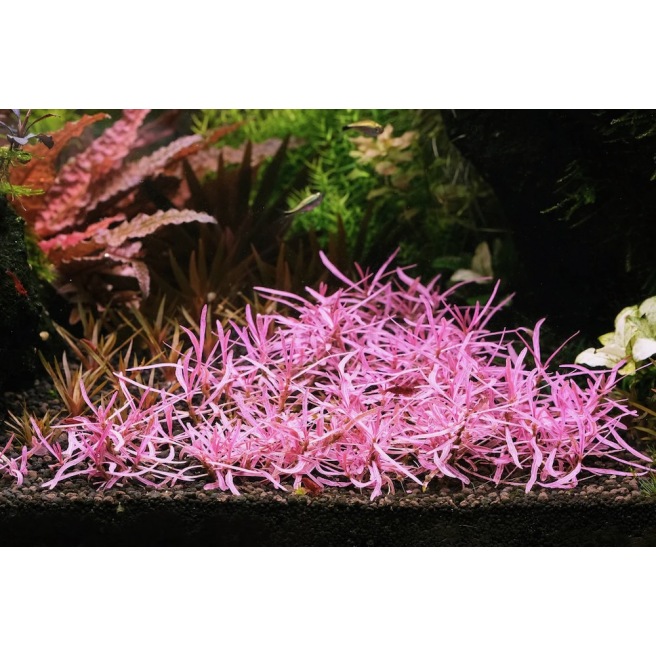 Hygrophila Lancea Chai