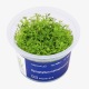 Myriophyllum Mattogrossense : Plante d'aquarium amazonien