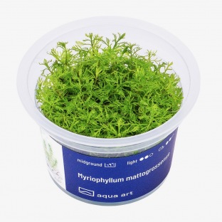 Myriophyllum Mattogrossense : Plante d'aquarium amazonien