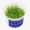 Myriophyllum Mattogrossense : Plante d'aquarium amazonien
