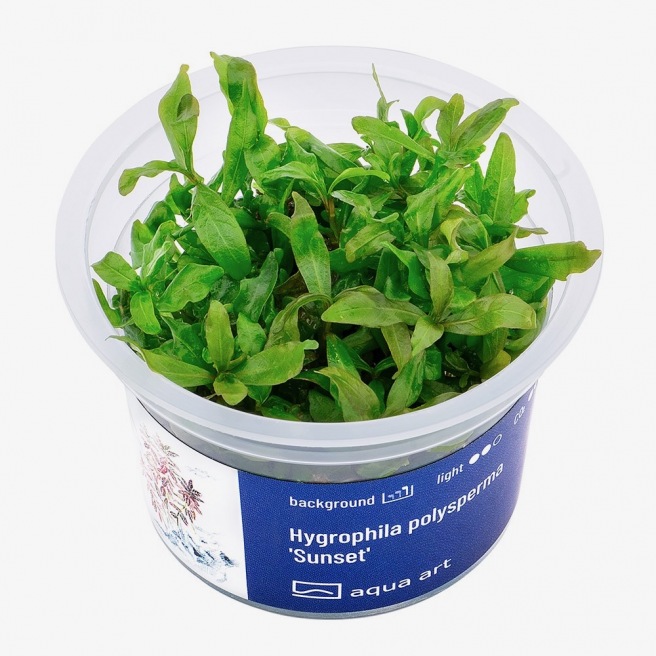 Live pot Hygrophila Rosanervig