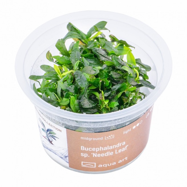 Bucephalandra Sp Needle Leaf