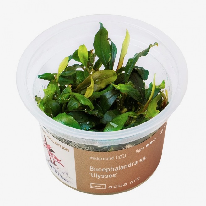Bucephalandra Sp "Ulysses"