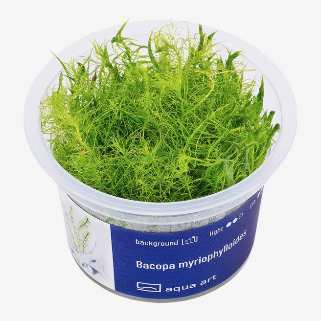 Bacopa Myriophylloides