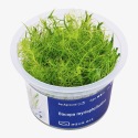 Bacopa Myriophylloides