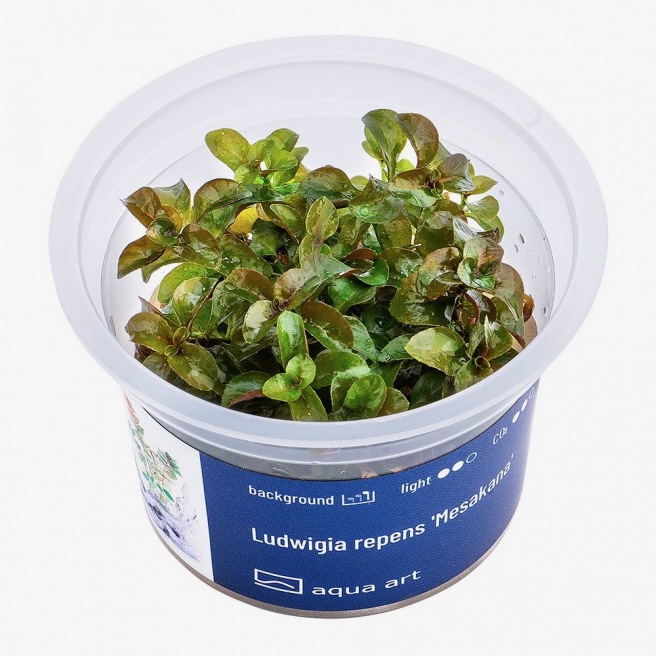 Ludwigia Repens "Mesakana" 