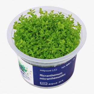 Micranthemum Micranthemoides