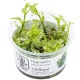 Hygrophila Polysperma White