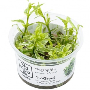 Hygrophila Polysperma White