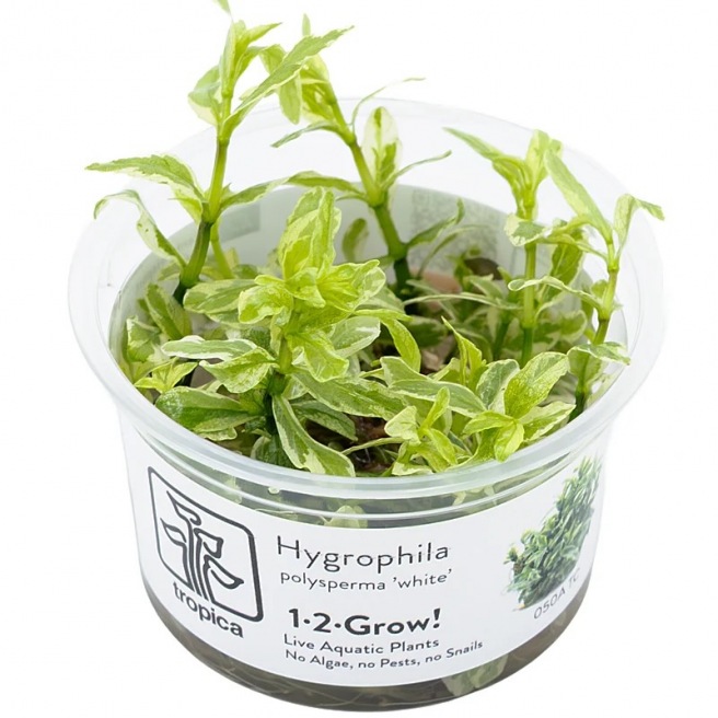 Hygrophila Polysperma White