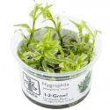 Hygrophila Polysperma White