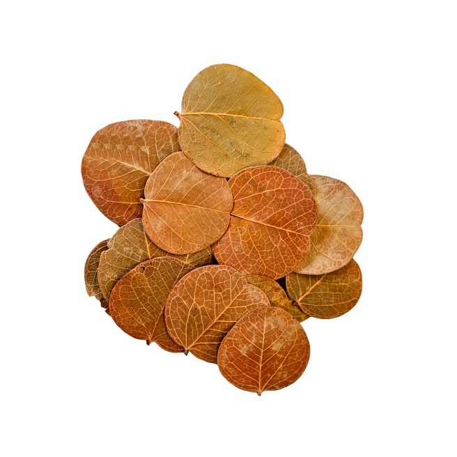 Hobby Orchid Tree Leaves