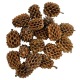 Hobby Casuarina Cones