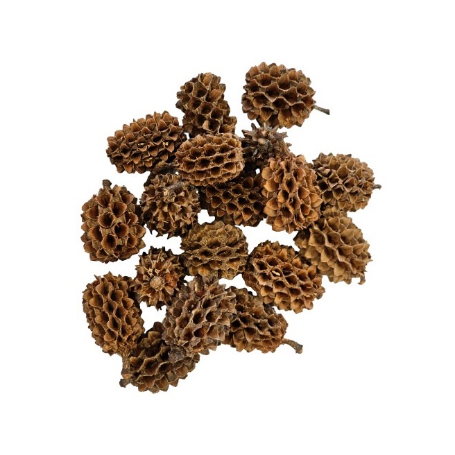 Hobby Casuarina Cones