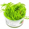 Najas Guadalupensis 'Guppy Grass'