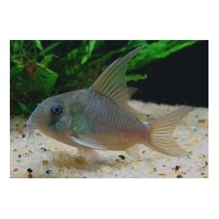 Corydoras Concolor Corydoras Concolor