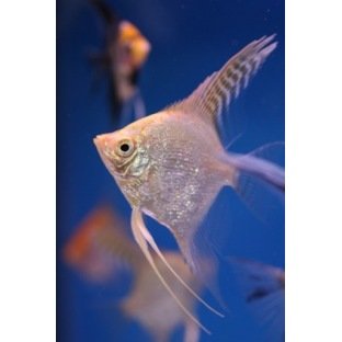 Scalaire Diamant Scalaire Diamant