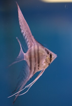 Poisson Scalaire Petshop - N°1796 - Occasion - Pour Aquarium