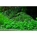 Plantes de premier plan pour aquarium