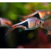 Poissons Deau Froide Et Exotiques Pour Aquariums à Courcelles