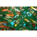 Guppys, platys et autres vivipares