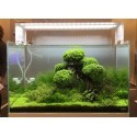 Bonsai & objets de déco Zen 