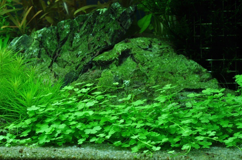 Plantes d’avant plan (gazonnantes) pour aquarium d’eau douce