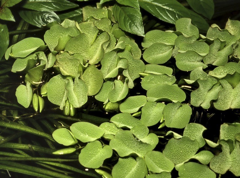 Plantes de surface pour aquarium Qualité Tropica Courcelles