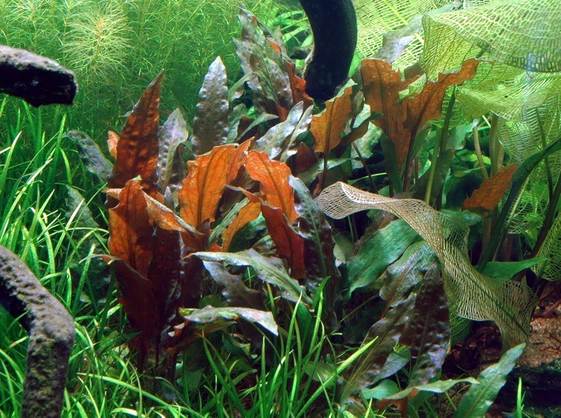 Plantes d'aquarium de la zone médiane, idéales pour l'aquascaping
